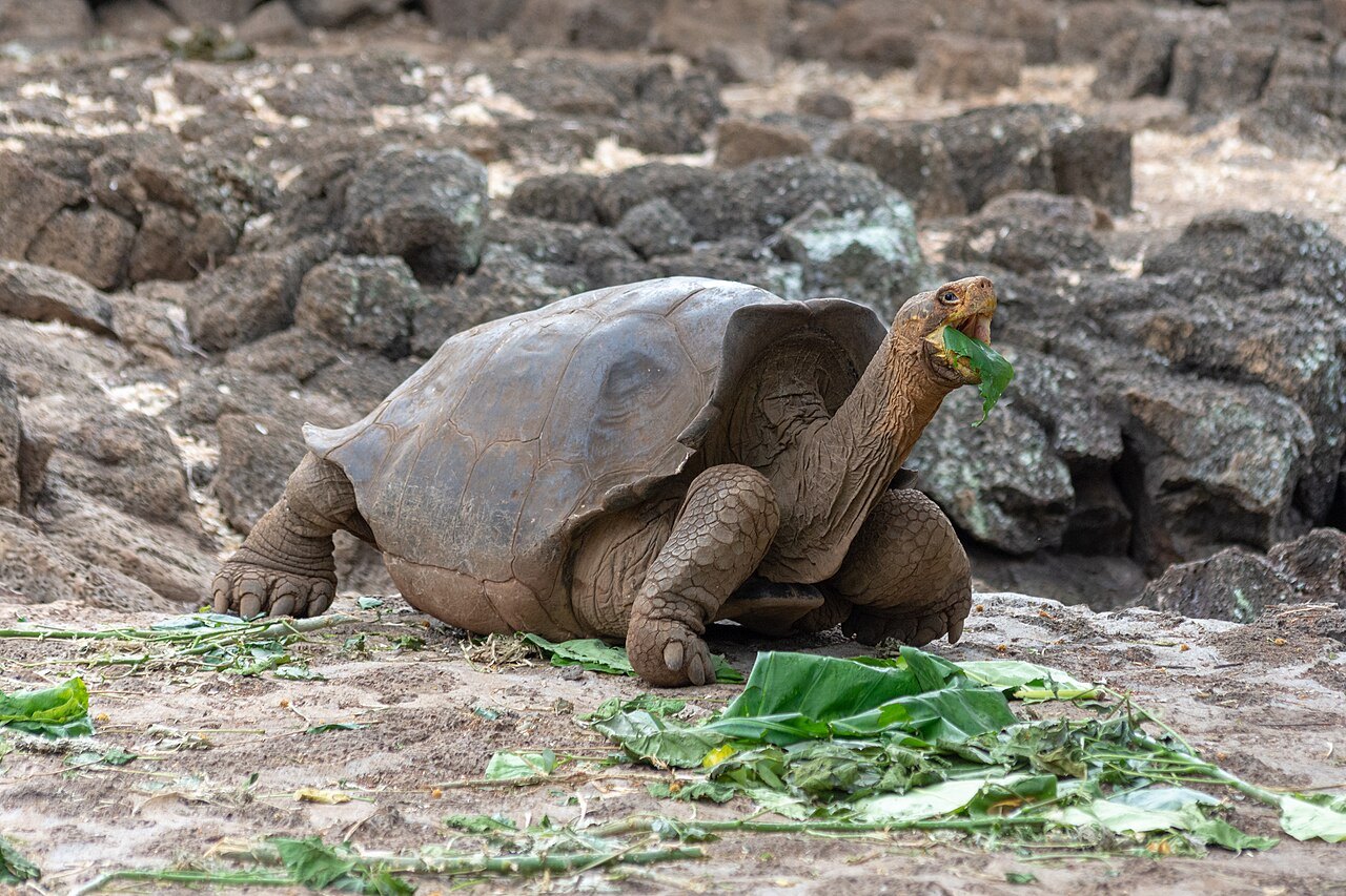 ガラパゴスゾウガメが葉を食べる姿