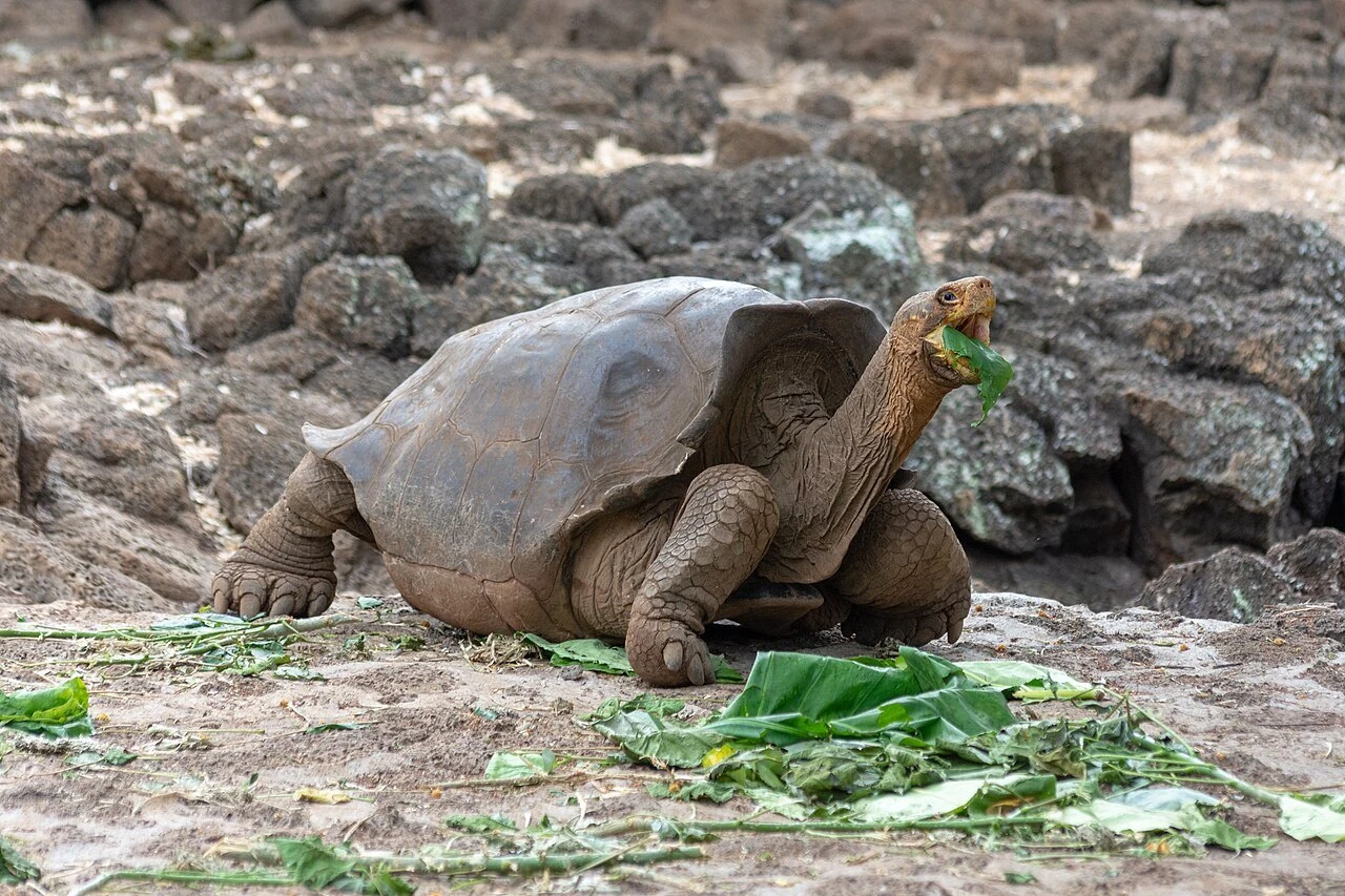 ガラパゴスゾウガメが葉を食べる姿