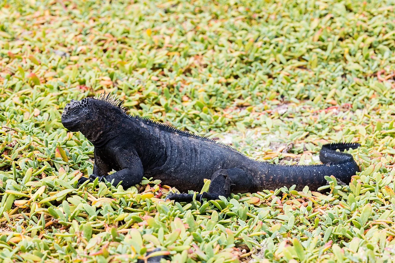 ガラパゴスの岩場にいる海イグアナ