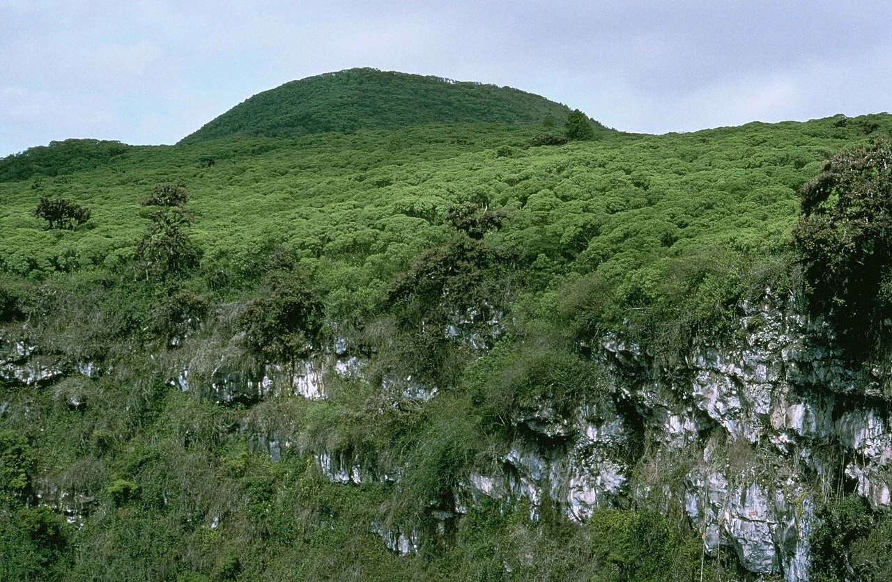 ガラパゴス諸島の明るい緑の丘