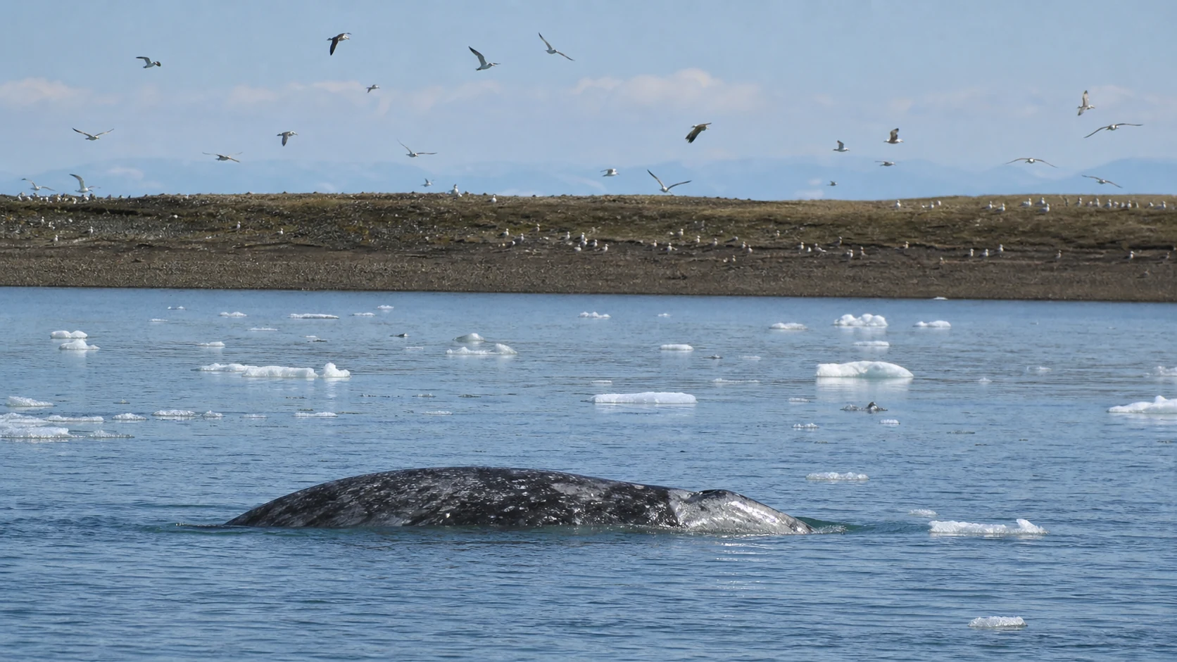 ウランゲリ島沖で浮上するコククジラと海岸を舞う渡り鳥