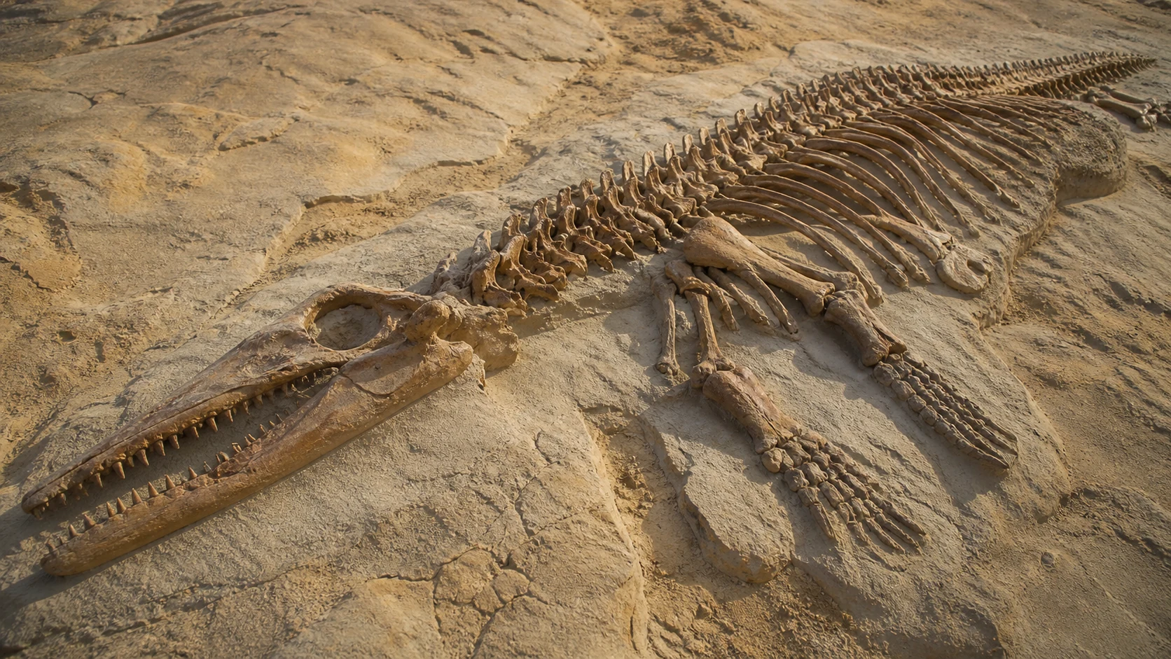 砂漠の岩層から露出したバシロサウルスの長い骨格化石