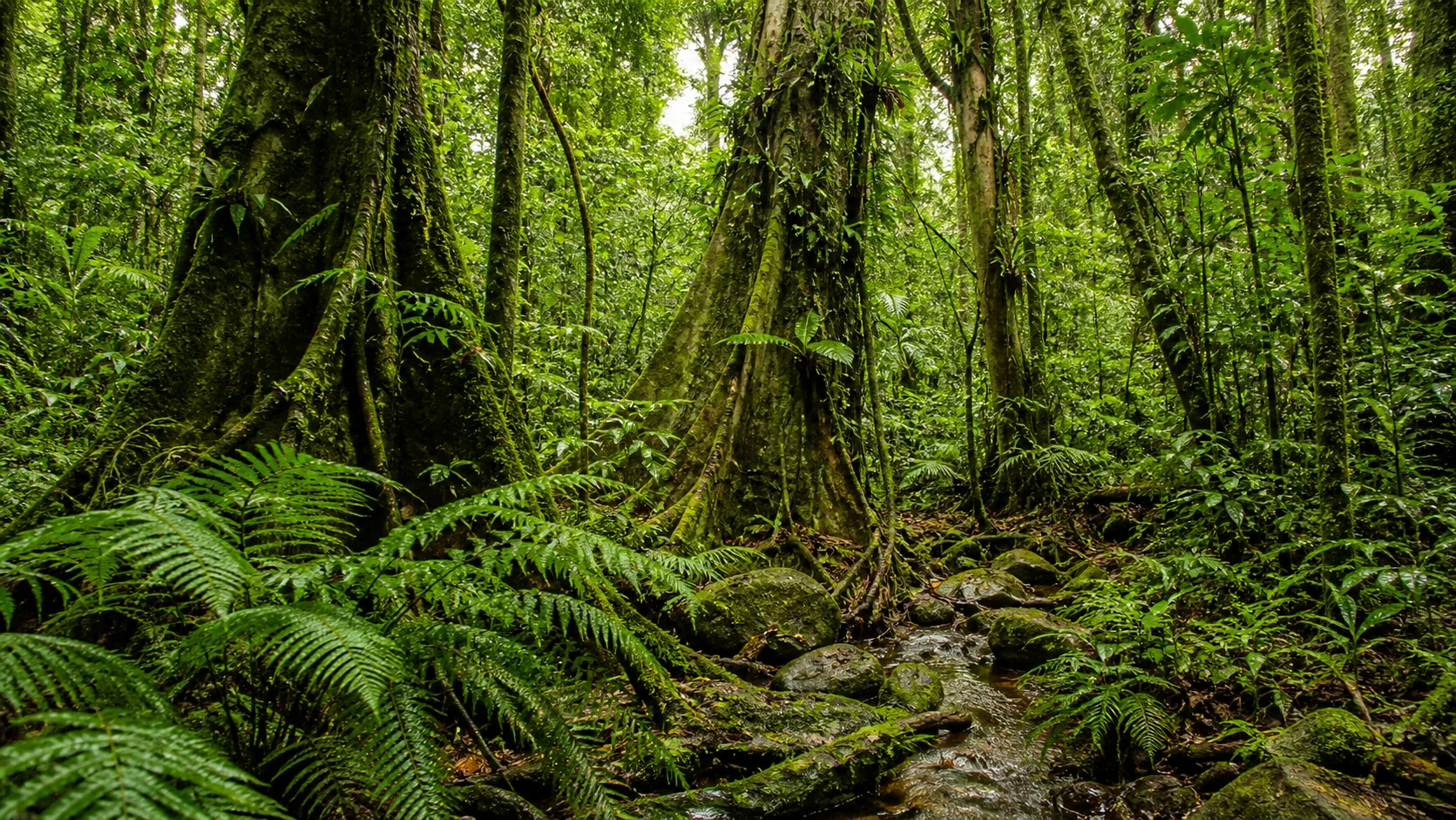 巨木とシダ、苔、着生植物が重なるアツィナナナの湿潤熱帯雨林