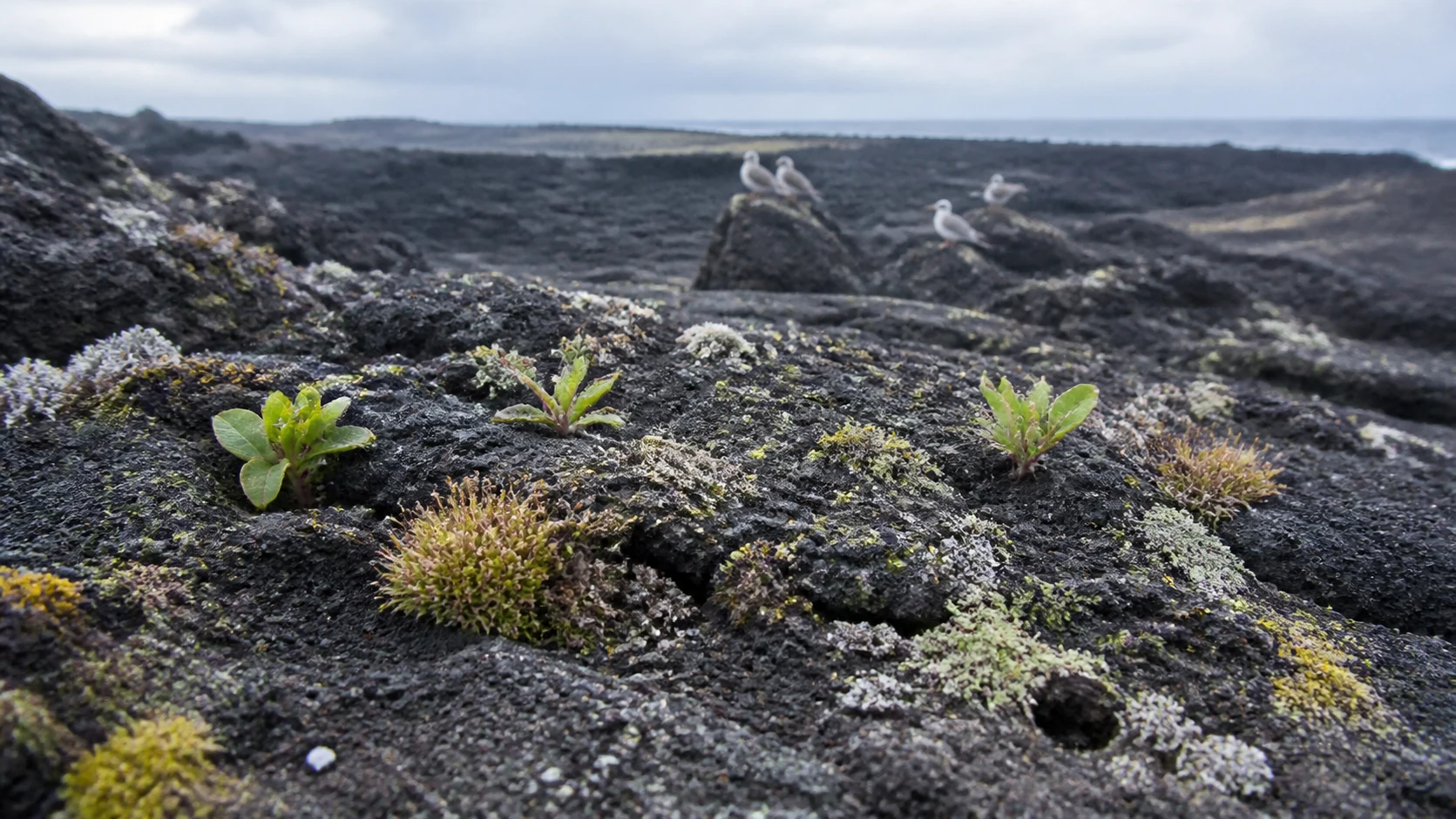スルツェイの黒い玄武岩に定着した先駆植物、コケ、地衣類と遠くの海鳥