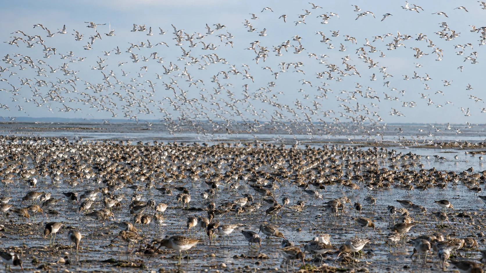 ワッデン海の干潟で休息し採餌する多数の渡り鳥