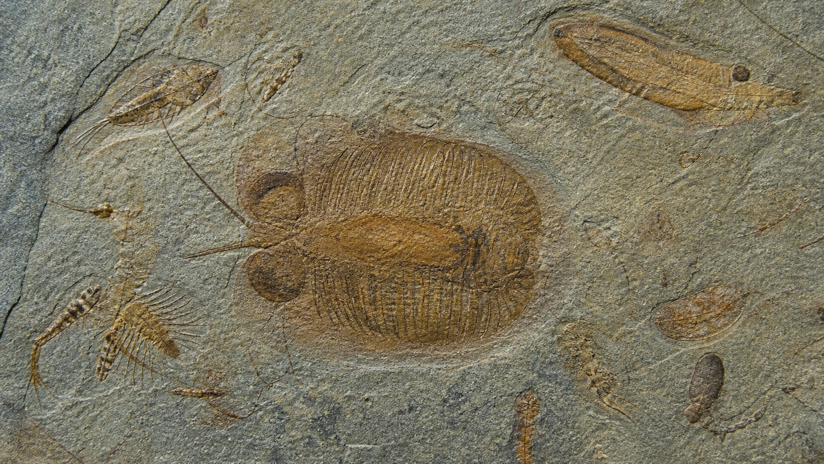 澄江の地層から露出したナラオイアなどカンブリア紀海洋生物の化石