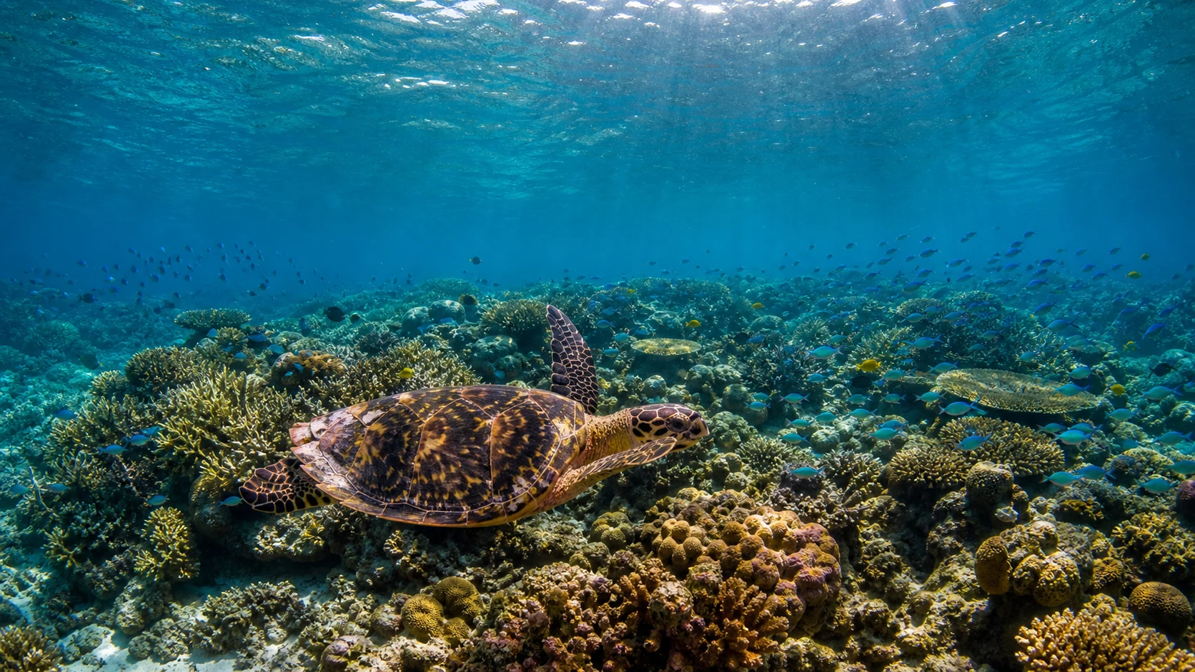 アルダブラ環礁の浅いラグーンとサンゴ礁を泳ぐタイマイ