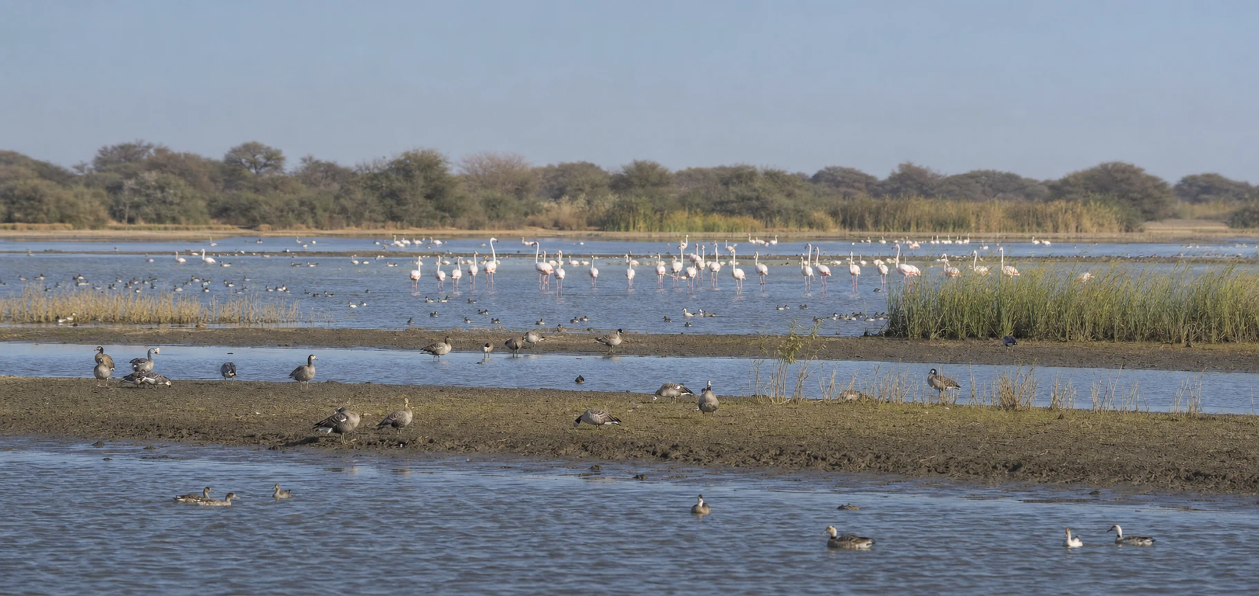 水路と中州に多様な渡り鳥が集うジュッジの湿地