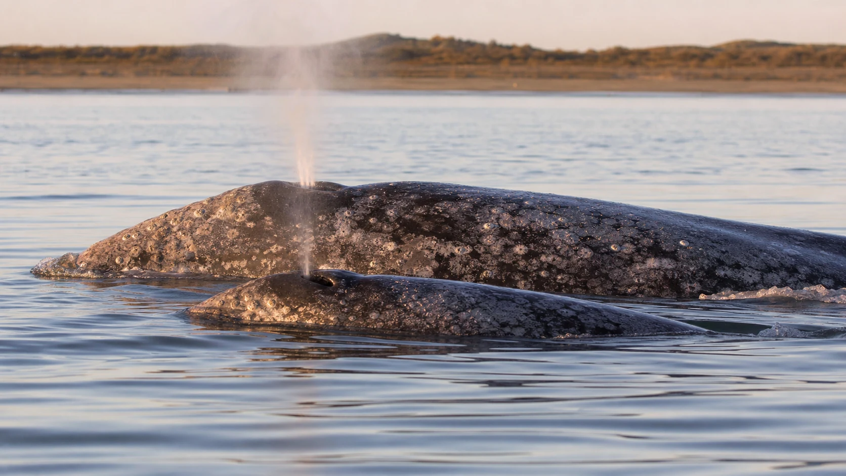 サン・イグナシオ潟の水面に浮上するコククジラの母子