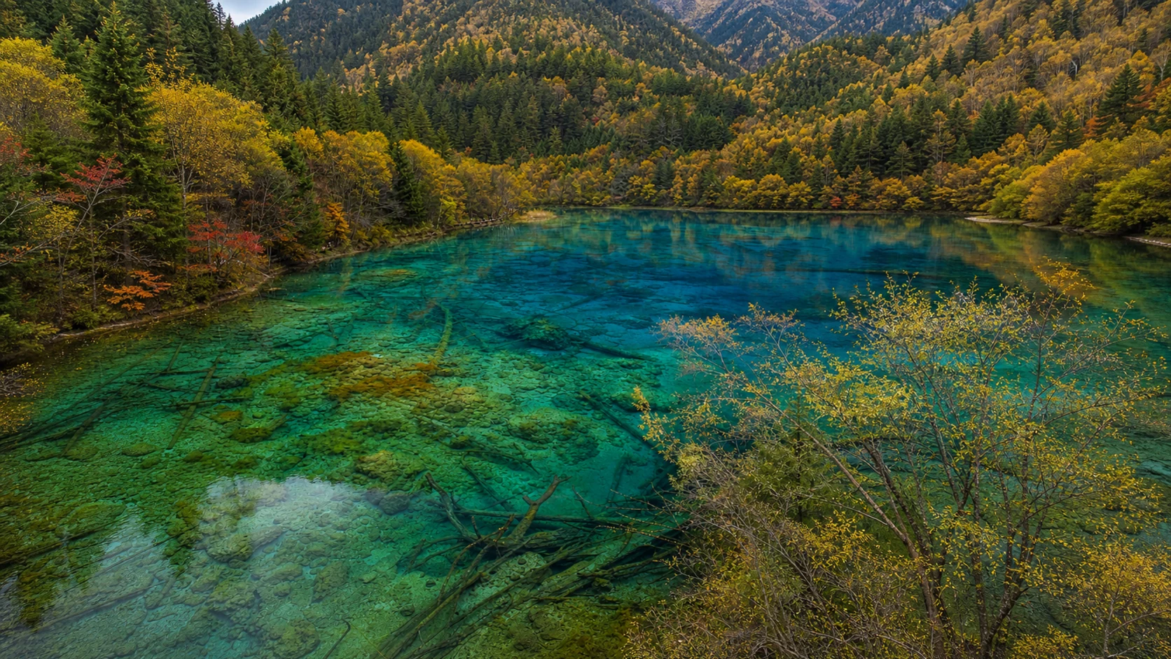 青緑の透明な湖水と湖底の流木が見える九寨溝の五花海