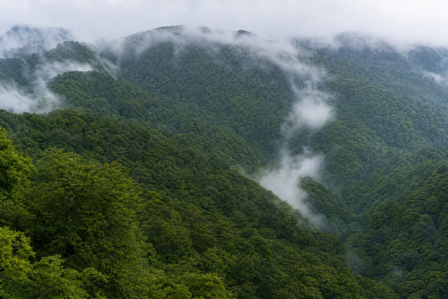 白神山地の原生的なブナ林と重なる山並み
