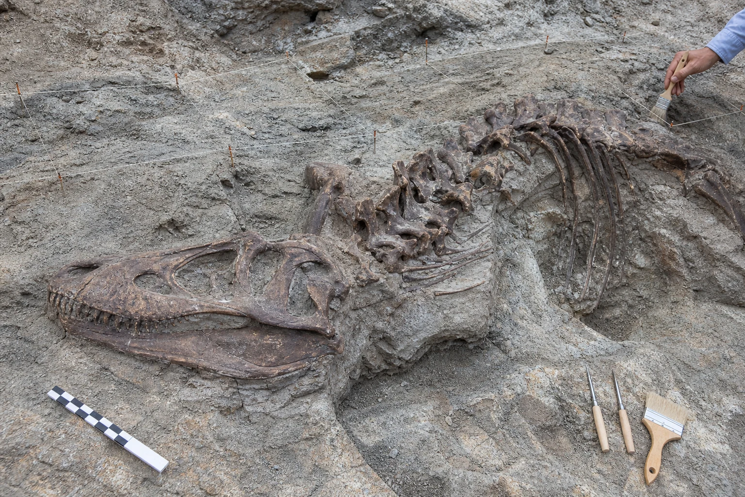 白亜紀の地層から慎重に発掘される大型恐竜の骨格化石